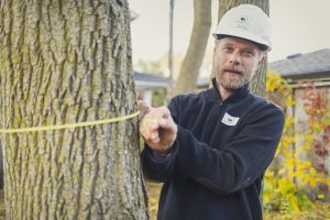 Proforestree photo 3