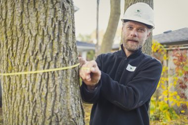 Proforestree photo 5