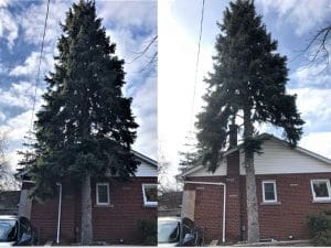 Tree Trimming