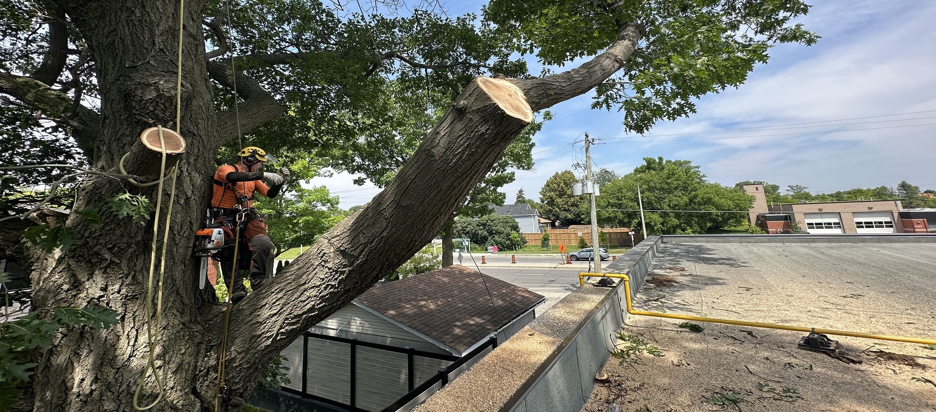 Tree and Forest Care